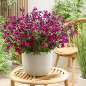 Salvia Magical® Zambezi