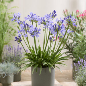Agapanthus Charlotte