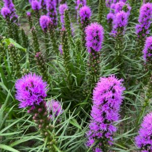 Liatris Cobalus