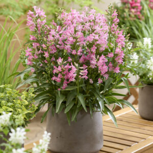 Penstemon Rock Candy® Light Pink®