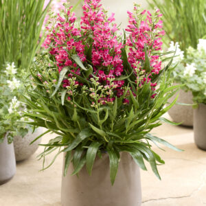 Penstemon Rock Candy® Ruby®