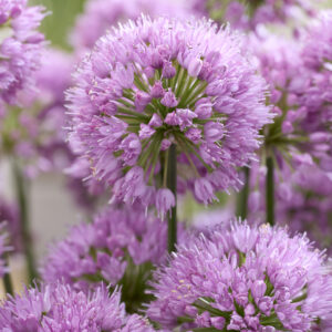 Allium Millenium