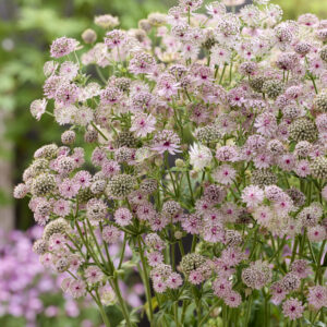 Astrantia major Lola